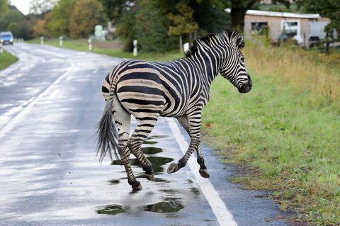 Dieses Zebra ist mit einem Artgenossen aus einem Zirkus ausgebrochen. Weil es nicht eingefangen werden konnte, wurde es erschossen