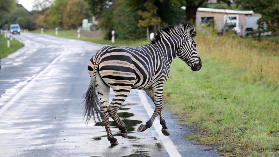 Dieses Zebra ist mit einem Artgenossen aus einem Zirkus ausgebrochen. Weil es nicht eingefangen werden konnte, wurde es erschossen