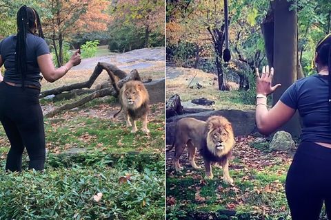Virales Video: Frau klettert über Zaun und nähert sich dem Löwengehege im New Yorker Bronx Zoo