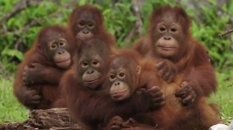 Orang-Utan-Babys auf Borneo bekommen einen Schrecken während ihrer sogenannten "Waldschule".