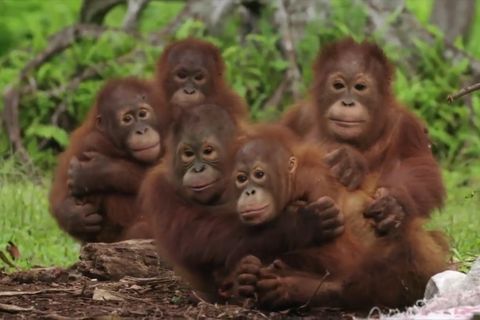 Orang-Utan-Babys auf Borneo bekommen einen Schrecken während ihrer sogenannten "Waldschule".