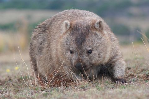 Wombats sind Pflanzenfresser, die bis zu 1,2 Meter lang werden 