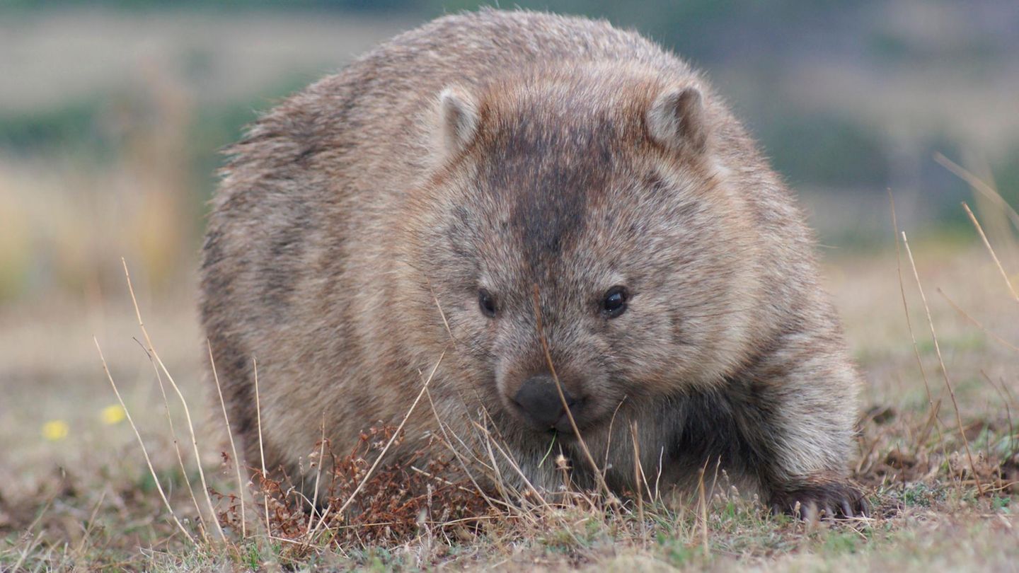 Wombats sind Pflanzenfresser, die bis zu 1,2 Meter lang werden 