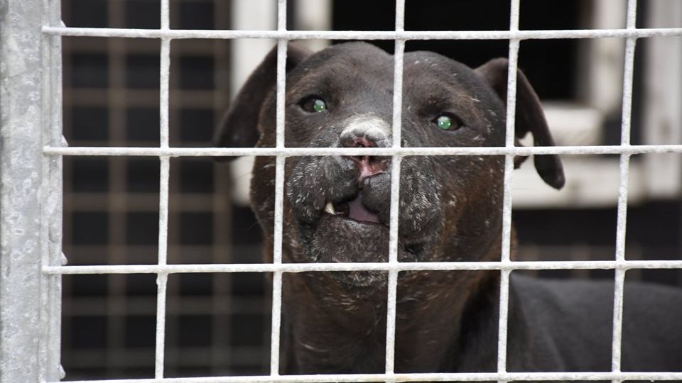 Die schottische Tierschutzorganisation veröffentlichte dieses Bild von einem der Hunde des Mannes Die schottische Tierschutzorganisation veröffentlichte dieses Bild von einem der Hunde des Mannes
