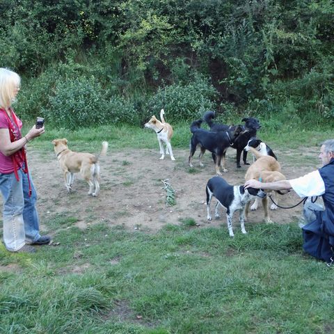 Birgit K. mit ihren Hunden, die beschlagnahmt und von der Staatsanwaltschaft verkauft wurden