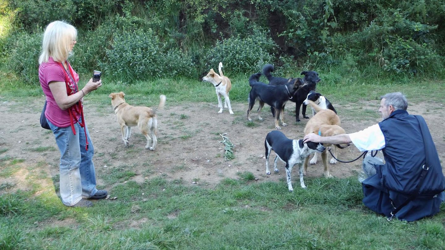 Birgit K. mit ihren Hunden, die beschlagnahmt und von der Staatsanwaltschaft verkauft wurden