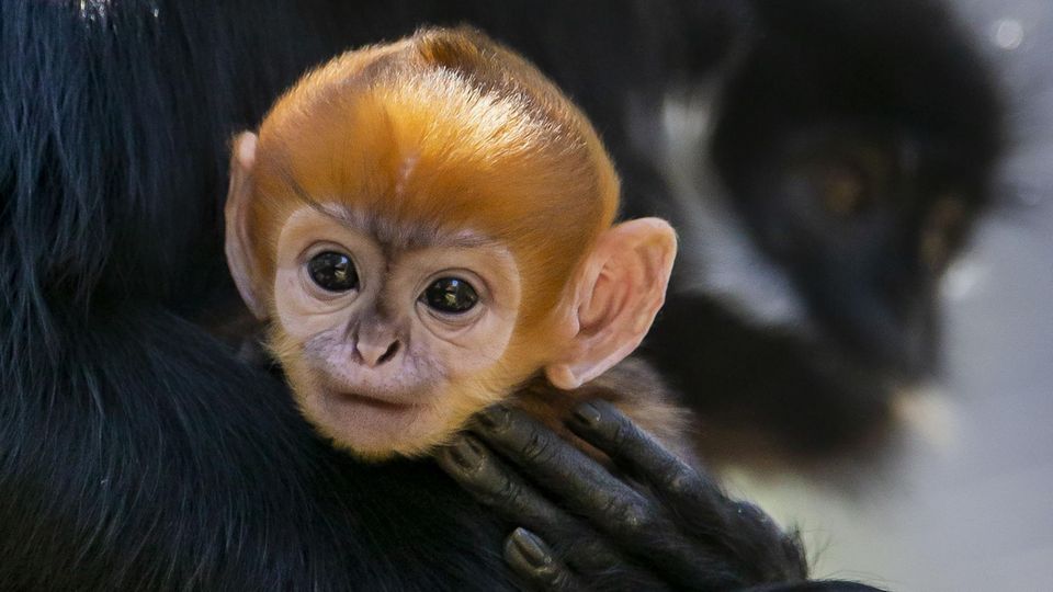 Ein neu geborenes Torin-Schwarzlangur Affenbaby mit organgenem Kopf