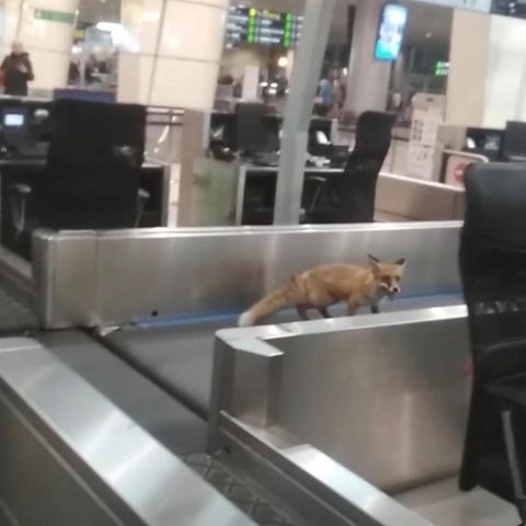 Sonderbarer Passagier - Fuchs läuft durch Moskauer Flughafen