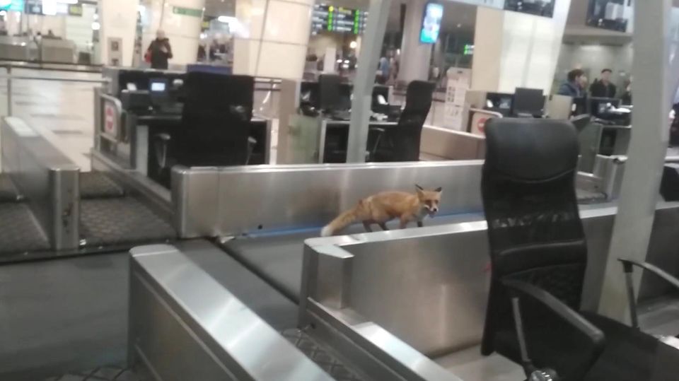 Sonderbarer Passagier - Fuchs läuft durch Moskauer Flughafen Sonderbarer Passagier - Fuchs läuft durch Moskauer Flughafen