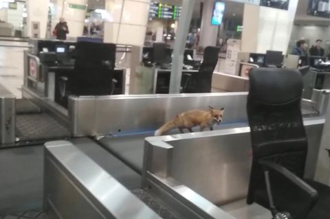 Sonderbarer Passagier - Fuchs läuft durch Moskauer Flughafen