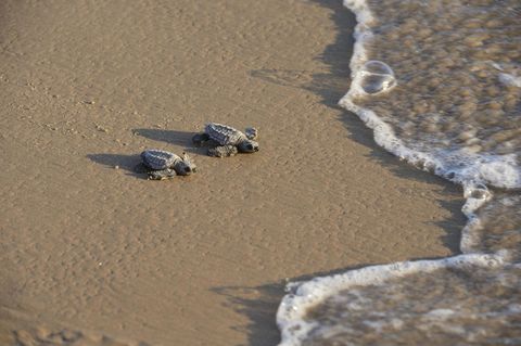 Schildkröten