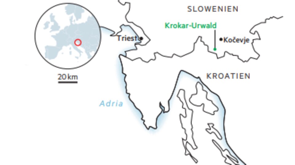 Karstgebirge: Im Dickicht - eine Wanderung durch den Urwald von Slowenien