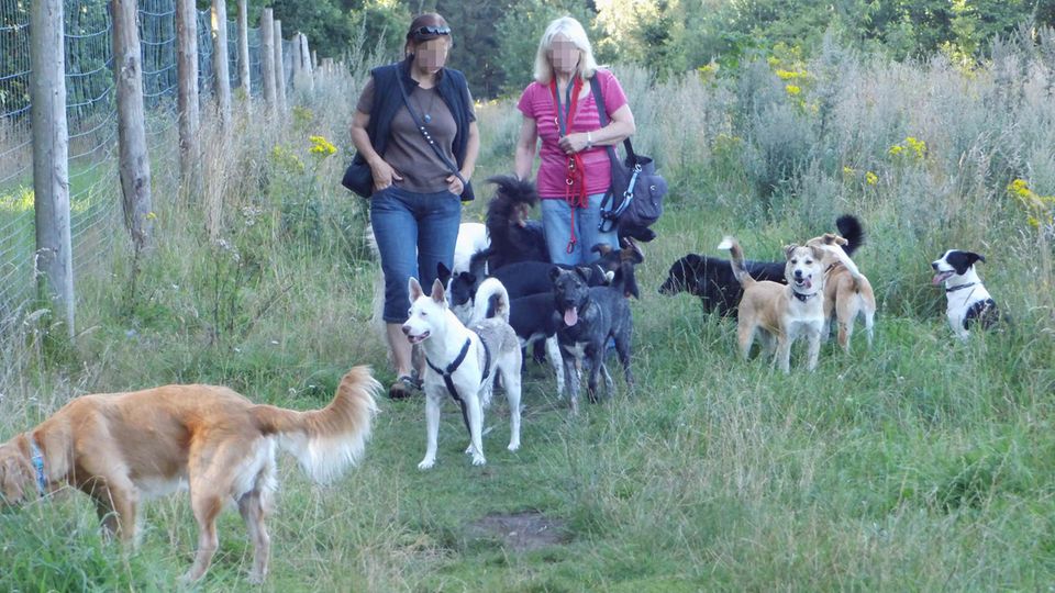 Die Hunde von Birgit K. wurde von einem Amtstierarzt für gesund befunden