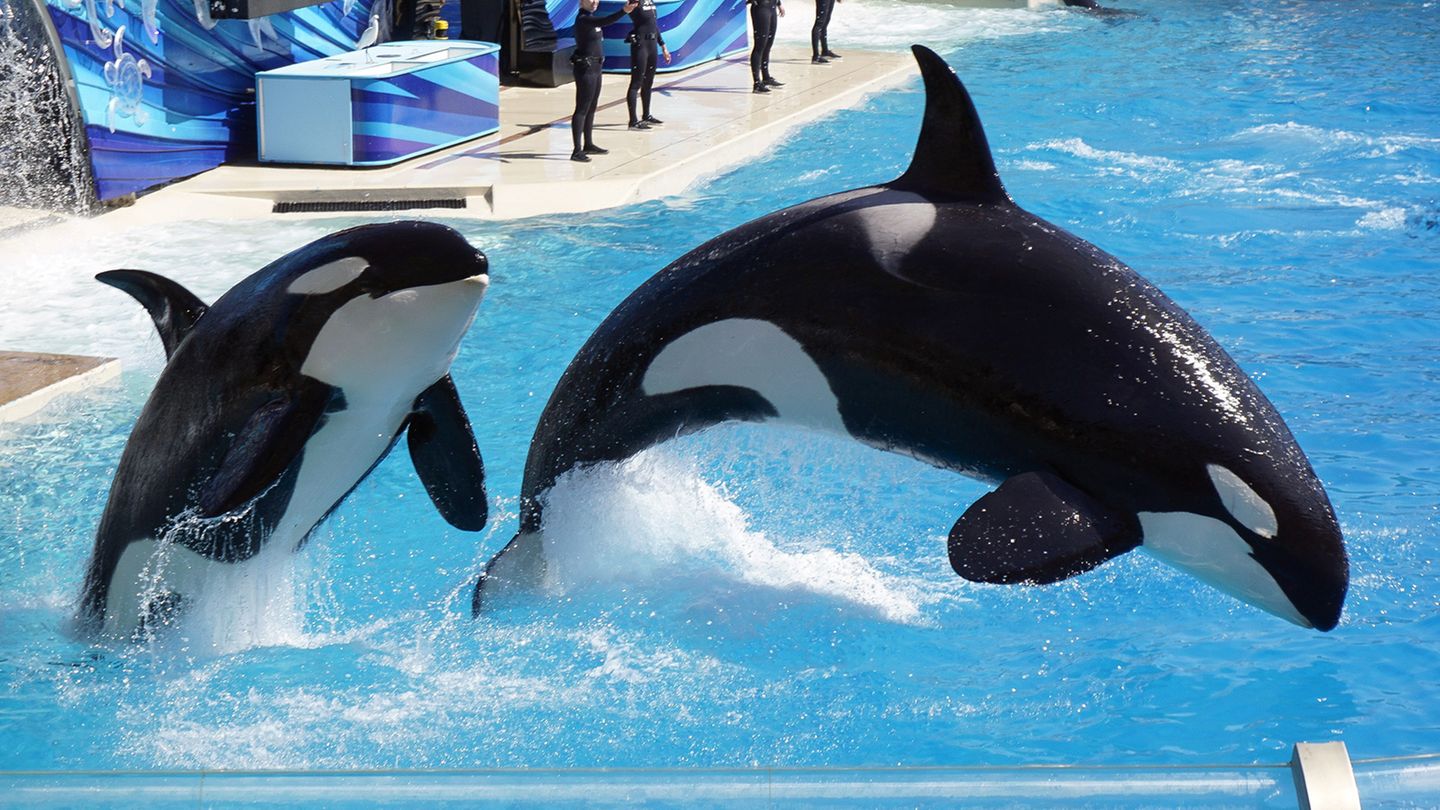 Tierschutz Tripadvisor Verkauft Keine Tickets Fur Seaworld Mehr Stern De