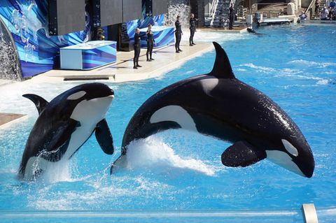Zwei Schwertwale bei Seaworld