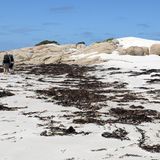 Wandern um einen weißen Muschelberg: Claire malt einen ungefähr vier Meter langen Stich in den Sand und markiert den Anfang einer symbolischen Timeline: Vor 40.000 Jahren kamen die Aborigines über eine noch bestehende Landbrücke nach Tasmanien. Nach zwei Drittel der Linie, vor 12.000 Jahren, stieg der Meeresspiegel und Tasmanien wurde zur isolierten Insel.