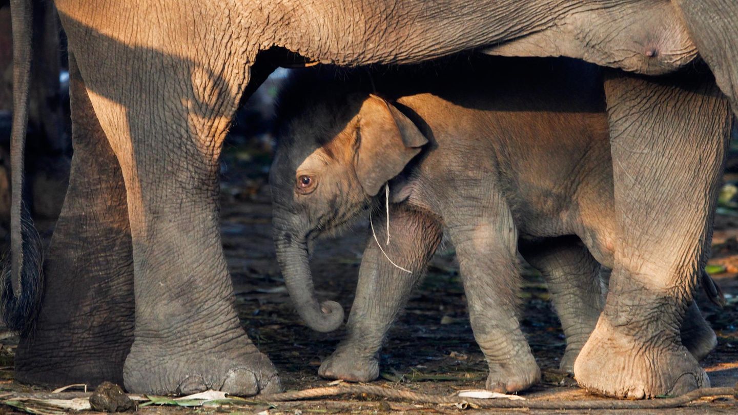 Elefant im Berliner Zoo wirft Staub auf seinen Rücken zum