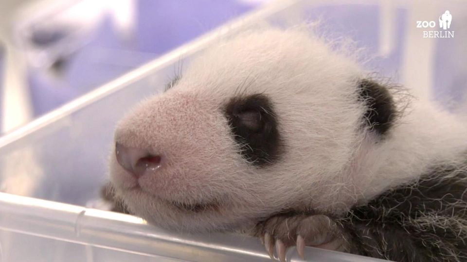 Pandababy wiegt schon 1400 Gramm Pandababy wiegt schon 1400 Gramm