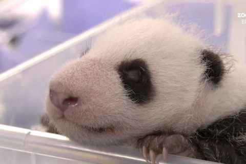 Pandababy wiegt schon 1400 Gramm