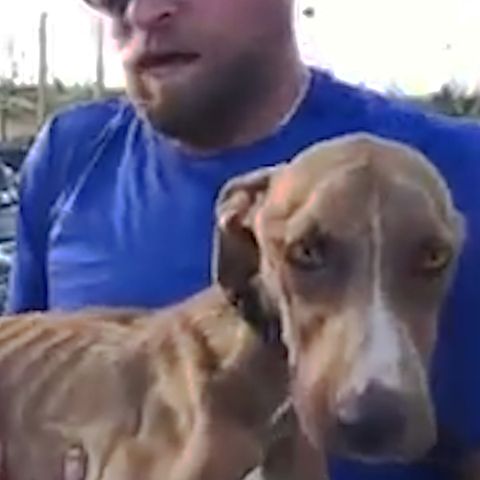 Auf den Bahamas wurden bei Evakuierungen für Hurrikan "Dorian" auch viele Hunde zurückgelassen.