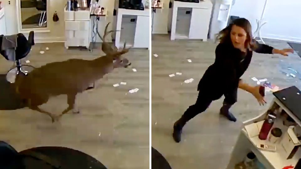 "Wildwechsel" mit Scherben: Kommt ein Hirsch in New York zum Friseur ... "Wildwechsel" mit Scherben: Kommt ein Hirsch in New York zum Friseur ...