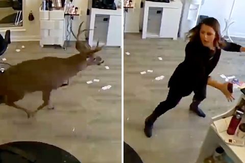 "Wildwechsel" mit Scherben: Kommt ein Hirsch in New York zum Friseur ...