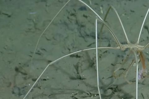 Unterseeschlucht in Kalifornien: Unheimliche Aufnahmen aus 3600 Metern Tiefe: Riesenspinne saugt ihre Beute aus