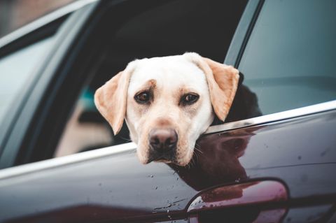 Labrador