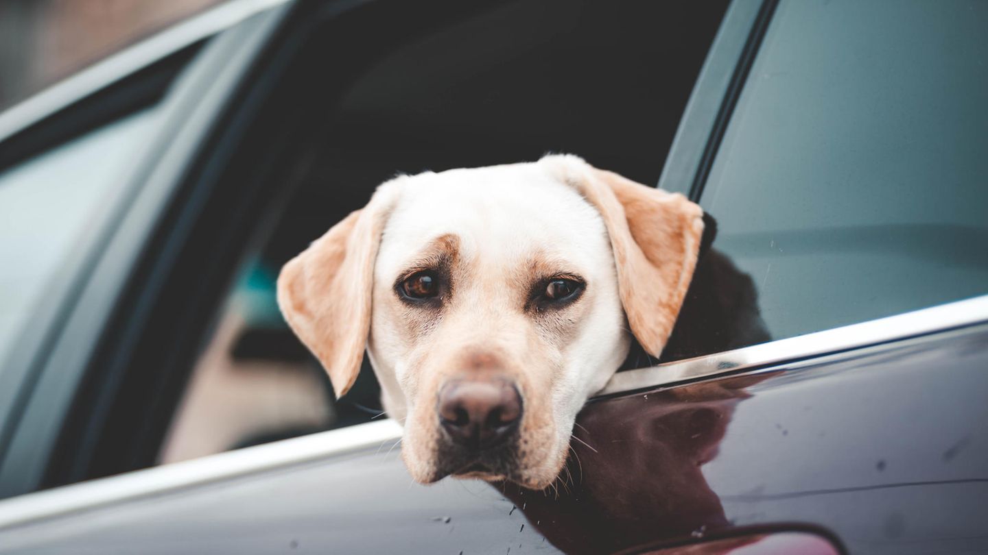 Labrador