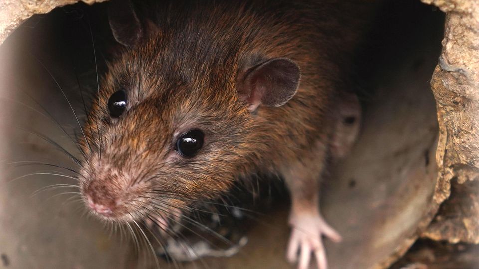 Rattenlungenwurm auf Mallorca: Eine Ratte sitzt in einem Rohr