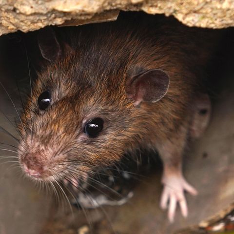Rattenlungenwurm auf Mallorca: Eine Ratte sitzt in einem Rohr