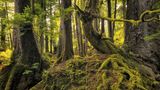 Der Regenwald auf dem Archipel Haida Gwaii