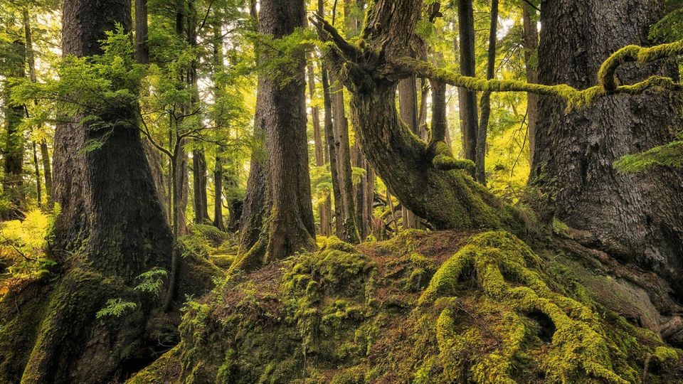 Der Regenwald auf dem Archipel Haida Gwaii Der Regenwald auf dem Archipel Haida Gwaii