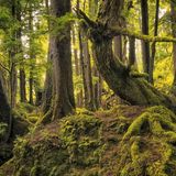Der Regenwald auf dem Archipel Haida Gwaii