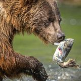 Ein Bär macht Jagd auf Fisch
