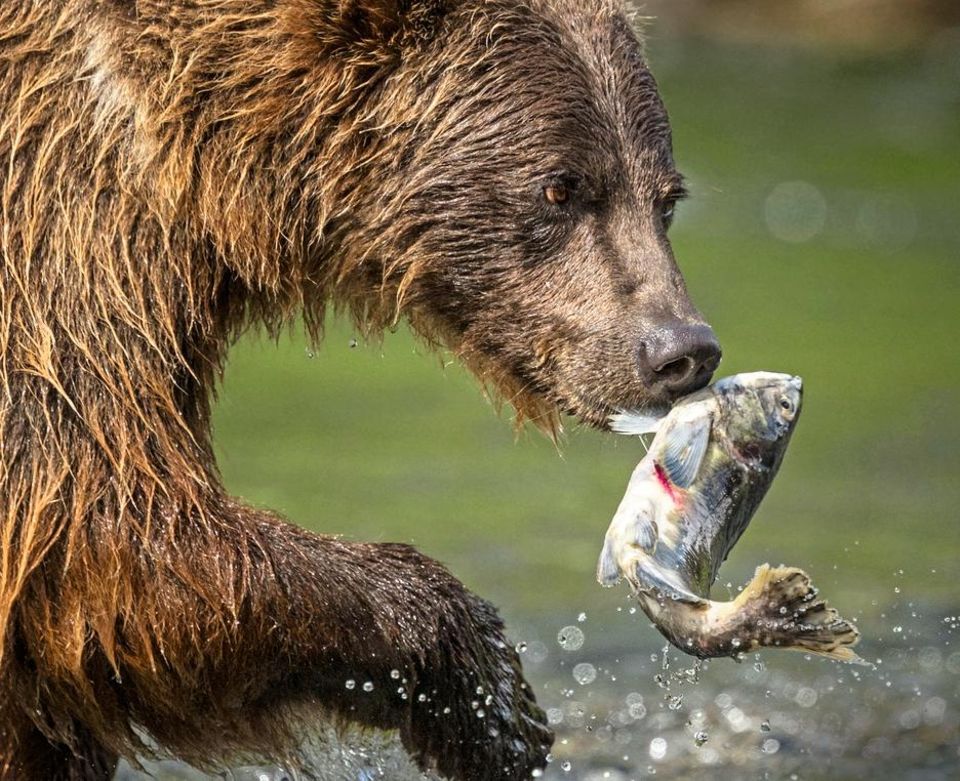 Ein Bär macht Jagd auf Fisch Ein Bär macht Jagd auf Fisch
