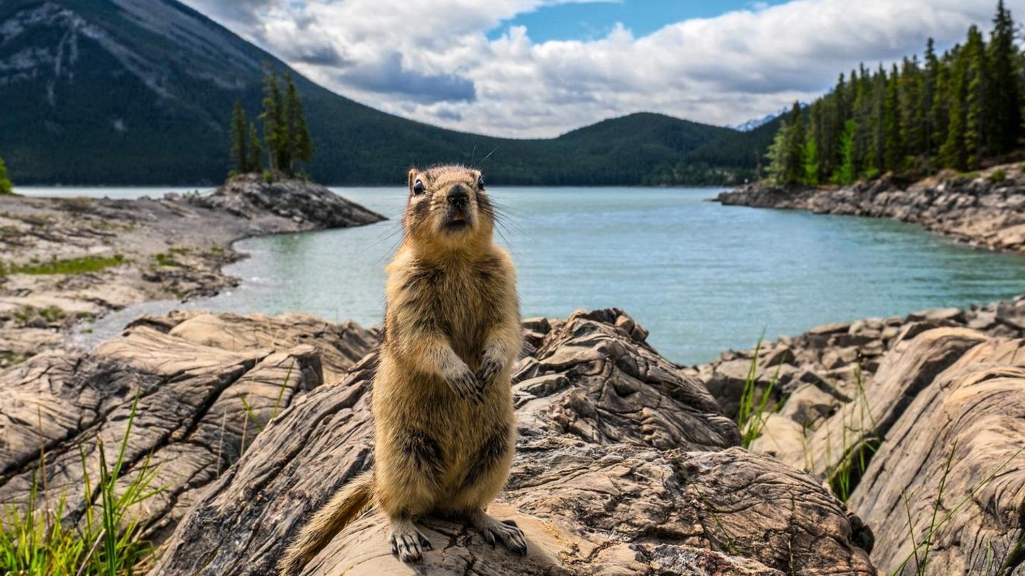 Ein nordamerikanisches Erdhörnchen