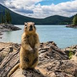 Ein nordamerikanisches Erdhörnchen