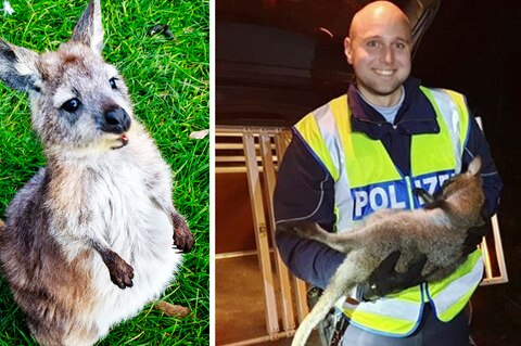 Wallaby eingefangen: Wer vermisst das Mini-Känguru?