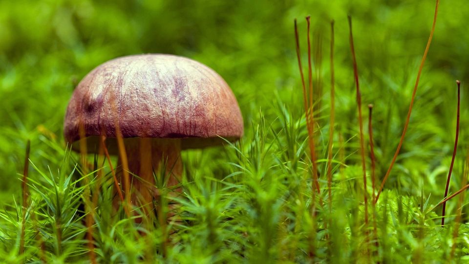 33 Jahre nach Tschernobyl-Katastrophe sind Pilze in Bayern immer noch belastet