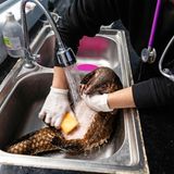 Ein vor Schmugglern geretteter Pangolin