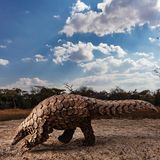 Ein geretteter Pangolin
