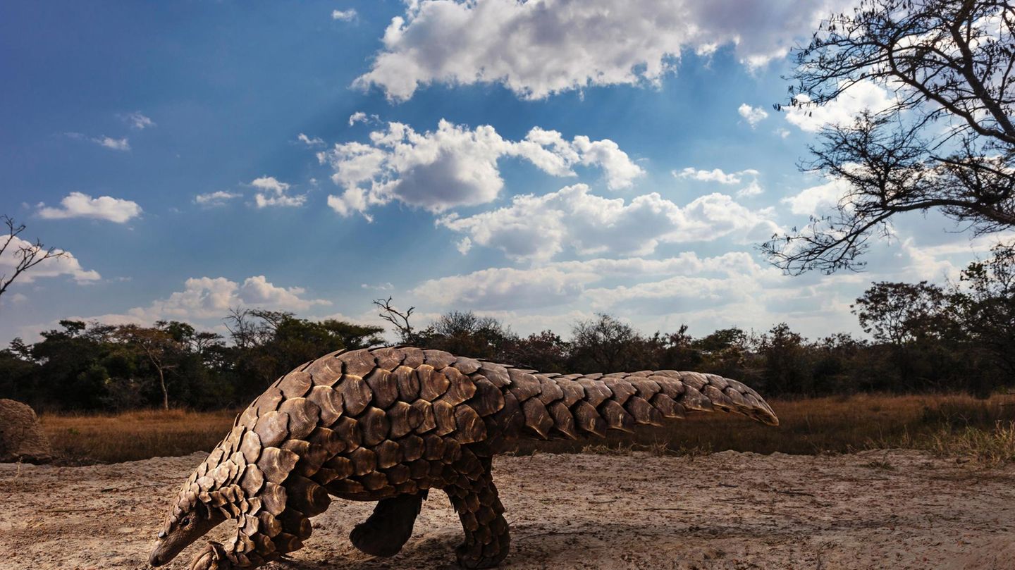 Ein geretteter Pangolin