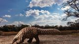 Ein geretteter Pangolin