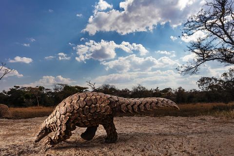 Ein geretteter Pangolin