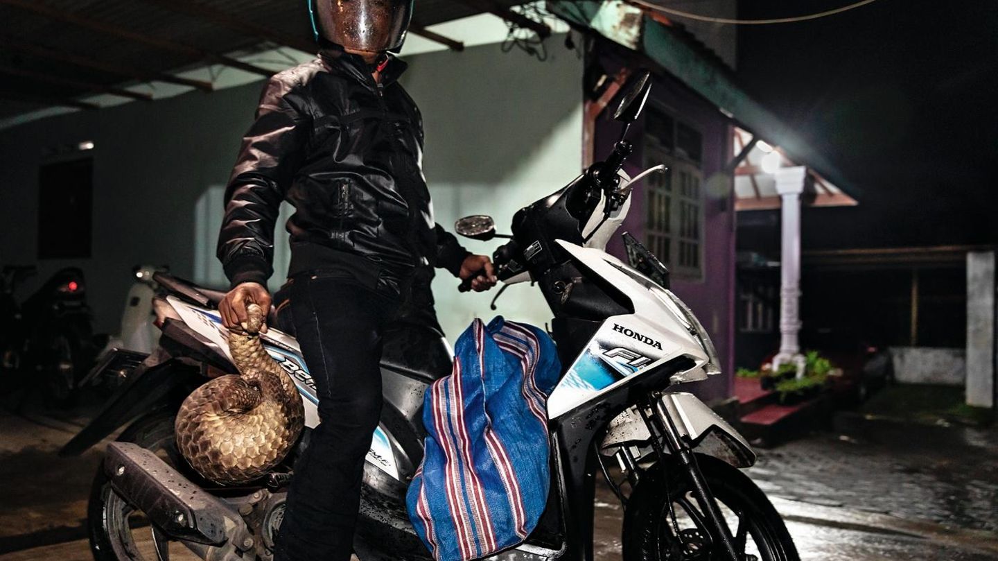 Ein Jäger bringt auf Borneo ein Tier in die Stadt