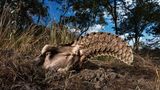 Ein Pangolin im Erdbau