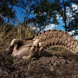 Ein Pangolin im Erdbau