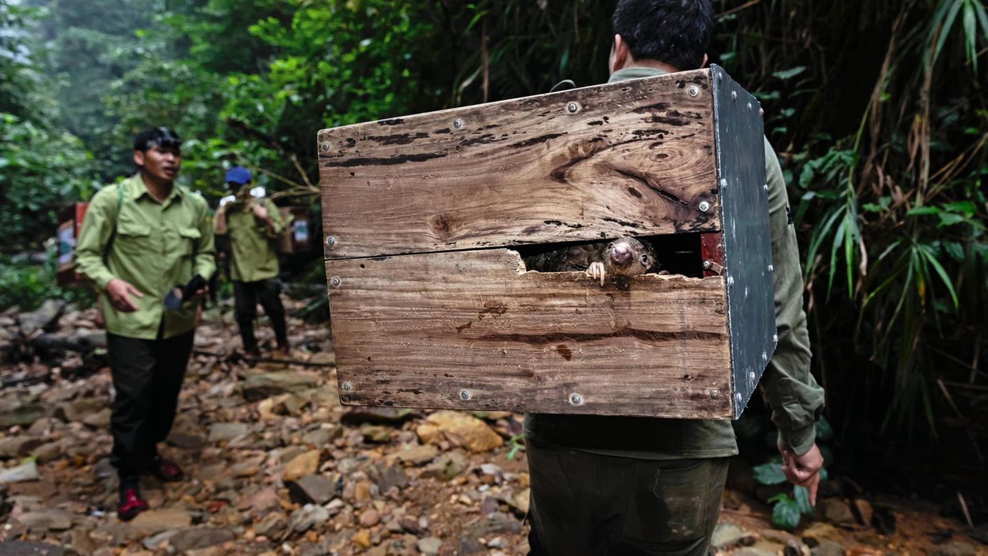 Tierschützer füttern in Vietnam Pangoline
