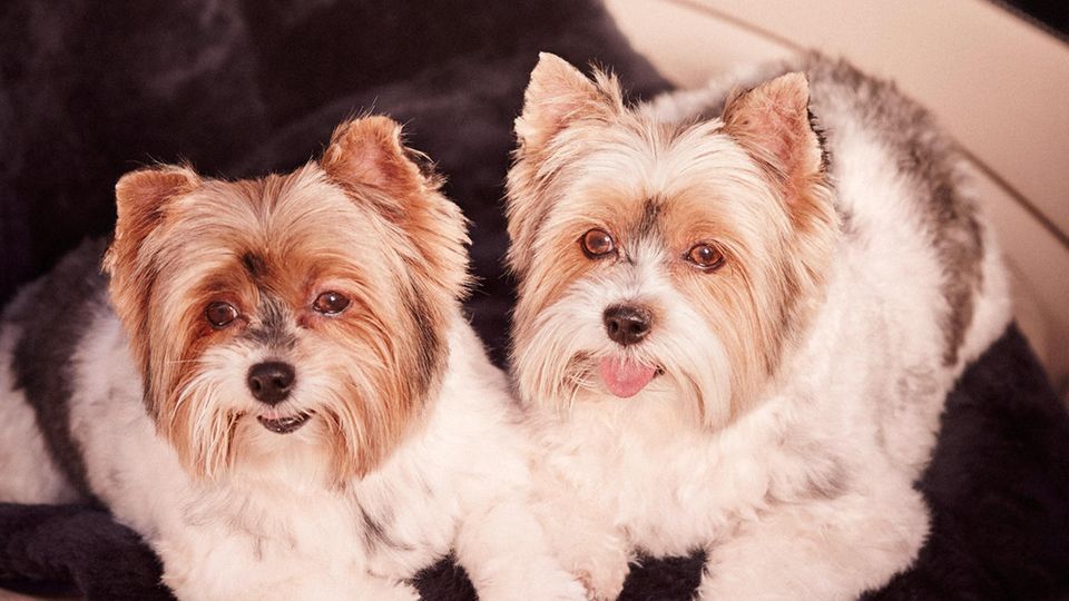 Hundedecke im Maybach Hundedecke im Maybach